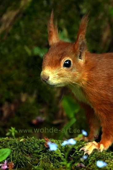 Portraitaufnahme eines Eichhörnchens