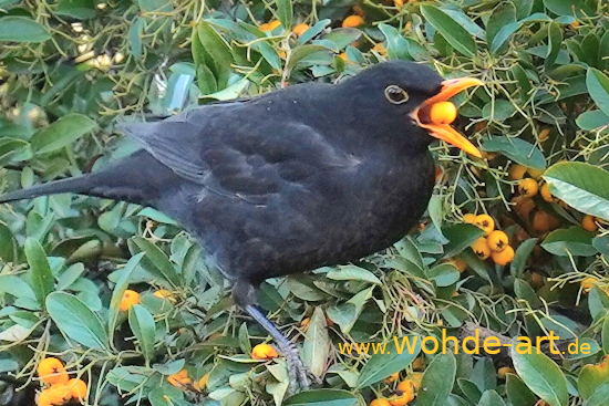 Beeren-Amsel