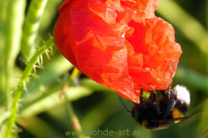 Hummel an Mohnblüte