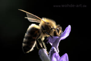 Lecker Lavendel