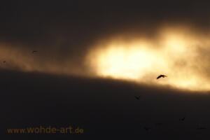 Wolkiger Abendhimmel mit Vogel