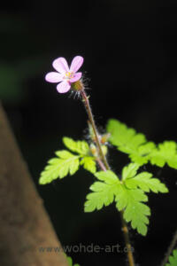 Waldblume