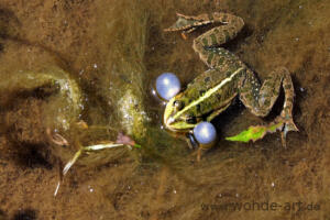 Frosch mit Schallblasen im Tümpel