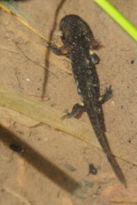 Feuersalamander Larve