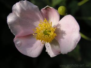 In der Blüte des Lebens